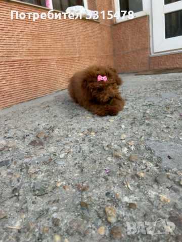 Той Пудели, снимка 6 - Пудели - 53807475