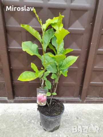 Магнолия Леней  (НОВО!!!) 100/120см, снимка 6 - Градински цветя и растения - 50374220