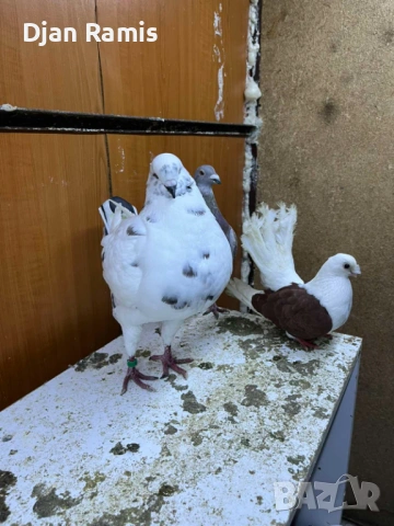 2 женски гълъба Американски кинг