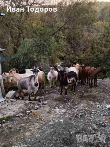Продавам Десет Кози и Един Козел(Пръч), снимка 7 - Кози - 52583525