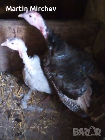 пуешки яйца, снимка 3 - Кокошки и пуйки - 45541546