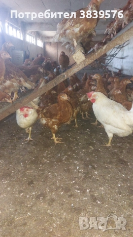 Пилета Ярки Кокошки, снимка 5 - Кокошки и пуйки - 52788402