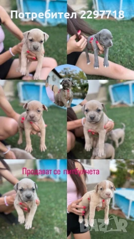 Питбулчета, снимка 1