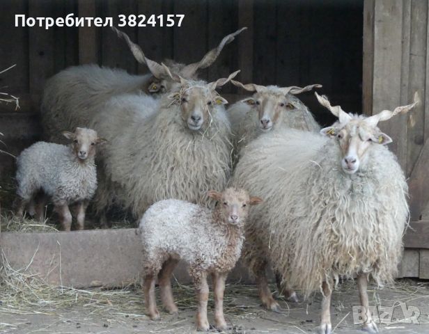 Унгарски витороги овце, снимка 1 - Овце - 46073243