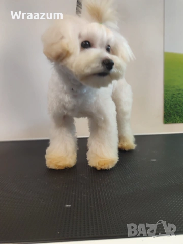 Малтипу (болонка+ТОЙ пудел), снимка 4 - Други - 52864698