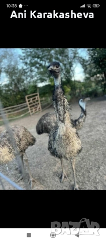 мъжко ему, снимка 2 - Други животни - 53160144