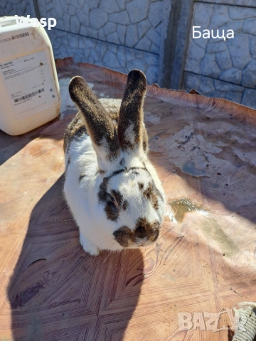 Зайци за разплод, снимка 3 - Чинчили - 53863004