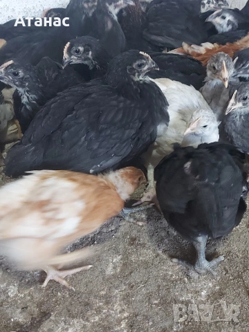 Черен австралорп, кафяв и черен доминант., снимка 5 - други­ - 53830777