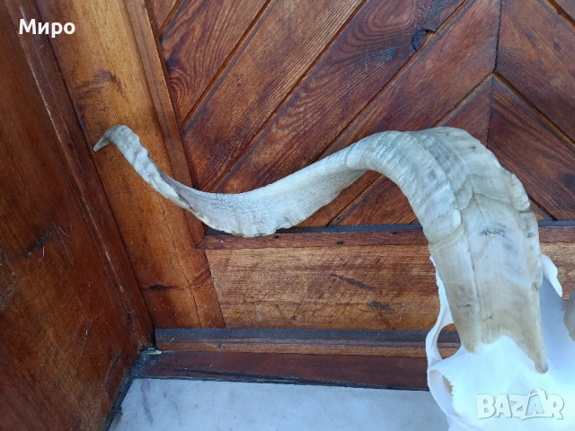 Череп от пръч. Козел, снимка 5 - Декорация за дома - 51275694