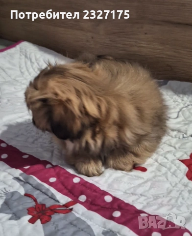 Пекинези, снимка 3 - Пекинез - 25815187