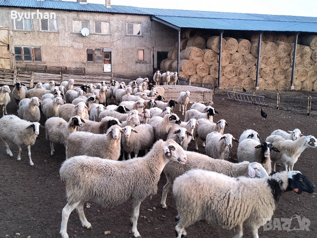 Продавам млади бременни овце , снимка 4 - Овце - 47349889