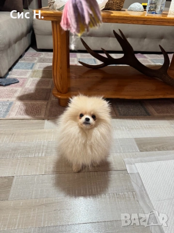 Померан момченце, снимка 3 - Померан - 53352957