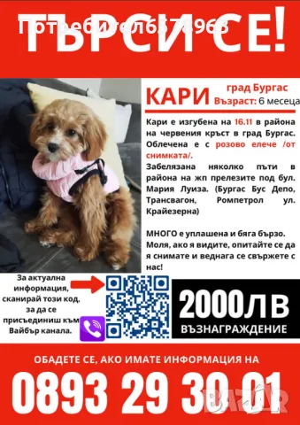 Изгубено кученце Кари в град Бургас, снимка 1 - Изгубени/намерени - 48074382