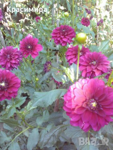 грудки за далии (гергини), снимка 2 - Градински цветя и растения - 45480302