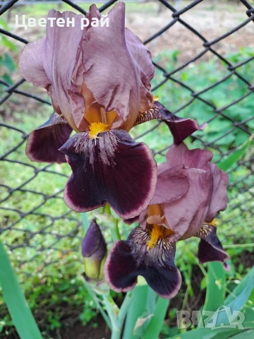 Ризоми на ириси 2€брой цвят на късмет от показаните , снимка 16 - Градински цветя и растения - 54198963