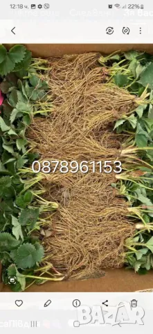 Разсад ягоди , снимка 5 - Разсади - 49982346