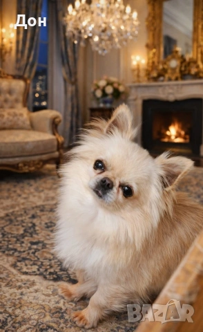 Мъжко 🩵 Чихуахуа търси своите дами🐾💓, снимка 14 - Чихуахуа - 53211220