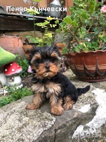 Мини Йоркширски териер, снимка 5 - Йоркширски териер - 47732082