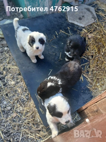 Продавам чистокръвни каракачани,две мъжки са свободни тел.0895458908, снимка 2 - Каракачанска овчарка - 53809533