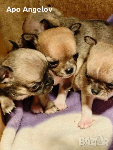 чихуахуа мини , снимка 5 - Чихуахуа - 52919327