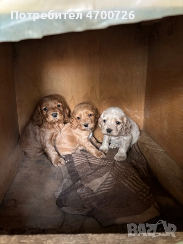 Кокер Шпаньол , снимка 4 - Кокер шпаньол - 52997505