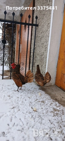 предлгам яйца за разплод от златен зибрайт , снимка 4 - Кокошки и пуйки - 54102636