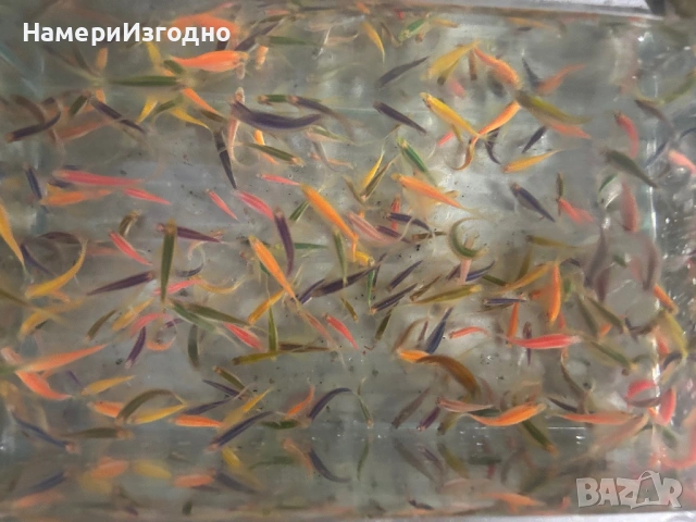 Данио, снимка 3 - Рибки - 53400004