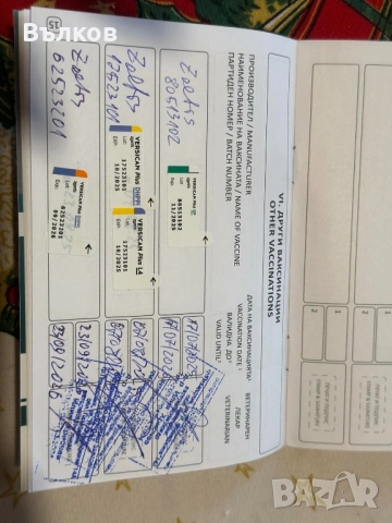 Джак-ръсел териер, снимка 4 - Джак ръсел териер - 52933467