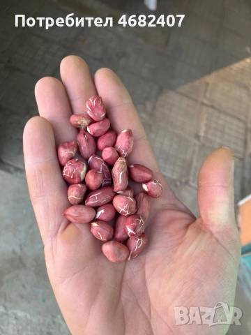 Български ФЪСТЪК, снимка 4 - Разсади - 52790593