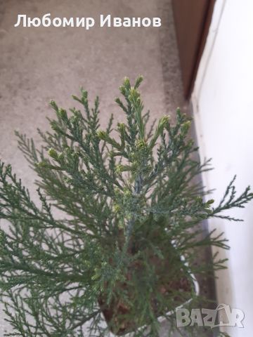 Гигантска секвоя, 2 годишна. (Sequoiadendron giganteum), снимка 4 - Разсади - 45794559