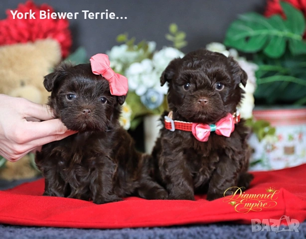 Пудел, мини малтипу! Ексклузивен цвят! 