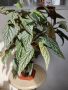 Продавам цветя бегония Тамая, големи, снимка 1 - Стайни растения - 37203246