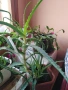 Лечебно Алое Вера и Дървовидно алое, снимка 12