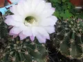 Кактус  , Ехинопсис / Echinopsis , Големи  Цветове, снимка 1
