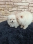 Померан мъжки и женски , снимка 5