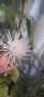 Бял ароматен Епифилум- вкоренен, снимка 1 - Стайни растения - 45263883