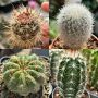 Продавам екзотични кактуси, колекционерски, редки видове - Echinocereus Nicholii, El Capitan и други, снимка 8