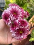 💜🌿🩷 Високостеблени хризантеми , снимка 6