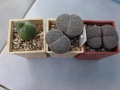 Живи камъчета - Lithops, снимка 5