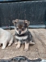 мъжки и женски кученца, снимка 4