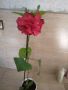 Китайска роза , снимка 1 - Стайни растения - 45463270