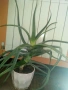 Коледничета,кливия,исусов венец, кротон, сенсевиера,хибискус , снимка 14