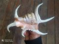 Раковина мида морски охлюв рапан Spider Conch Shell, снимка 2