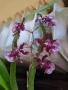 Орхидея , снимка 1