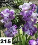 Сортови вискоки ириси /брадати ириси, снимка 9