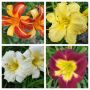 Хемерокалиси 4 цвята, снимка 1 - Градински цветя и растения - 45341767
