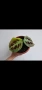 Маранта вариегата, Maranta Kerchoveana Variegata, снимка 3