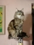 Подарявам коте от породата Мейн Куун, кръстоска., снимка 1