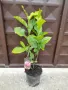 Магнолия Леней  (НОВО!!!) 100/120см, снимка 6