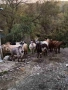 Продавам Десет Кози и Един Козел(Пръч), снимка 7
